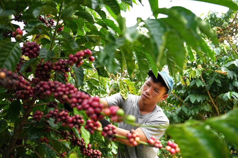 Diện tích tái canh cà phê tại xã Tân Lâm cho năng suất cao
