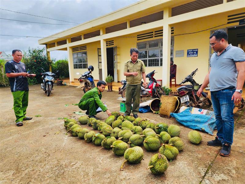 36 trái sầu riêng Thái các đối tượng đã hái trộm