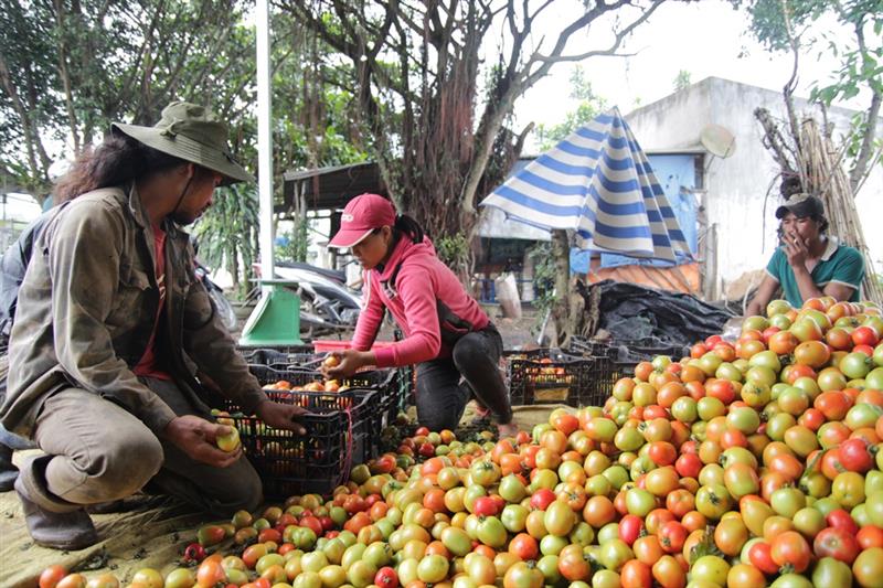 Nhân công của HTX Hiệp Thành phân loại cà chua trước khi giao hàng. Ảnh: V.Quỳnh