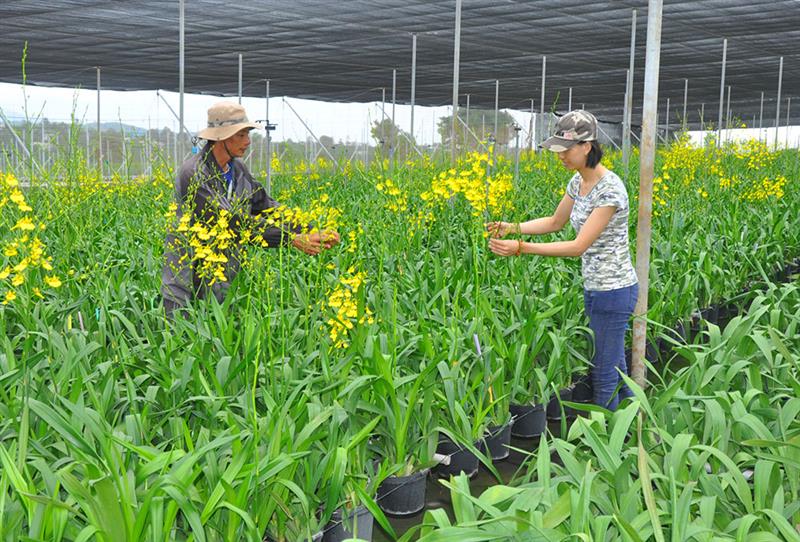 Trang trại lan Vũ nữ của anh Cao Đông Hải, thị trấn Di Linh, đã cho thu nhập hàng trăm triệu đồng/ha/năm