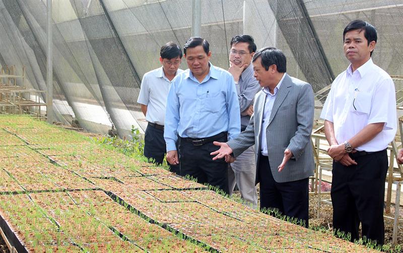 Đồng chí Đoàn Văn Việt - Chủ tịch UBND tỉnh thăm vườn ươm công nghệ cao của Công ty TNHH Một thành viên Lâm nghiệp Di Linh. Ảnh: Võ Lan