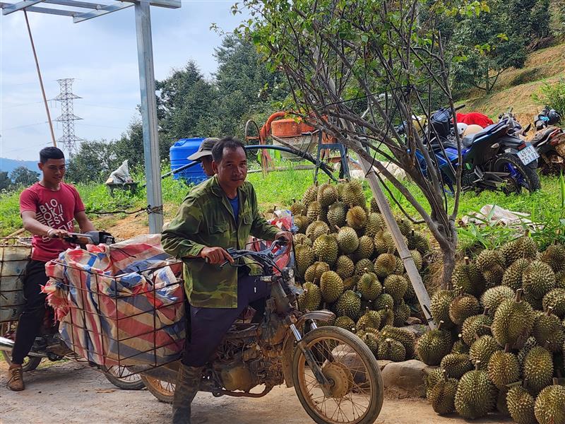 Gõ sầu riêng mang lại thu nhập cao cho lao động địa phương